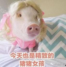 肥猪猪的日常娱乐吃瓜,娱乐至上，笑料连连